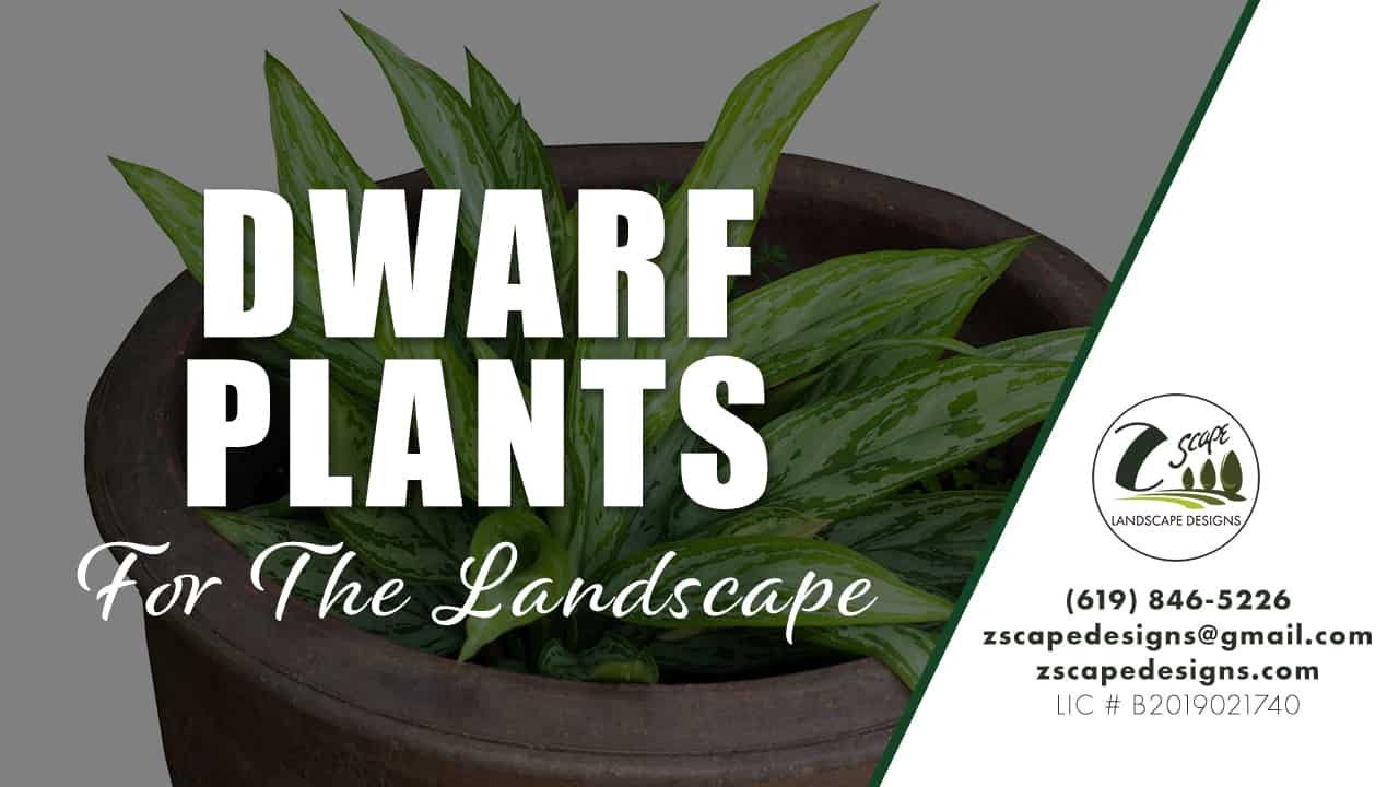 Dwarf Plants